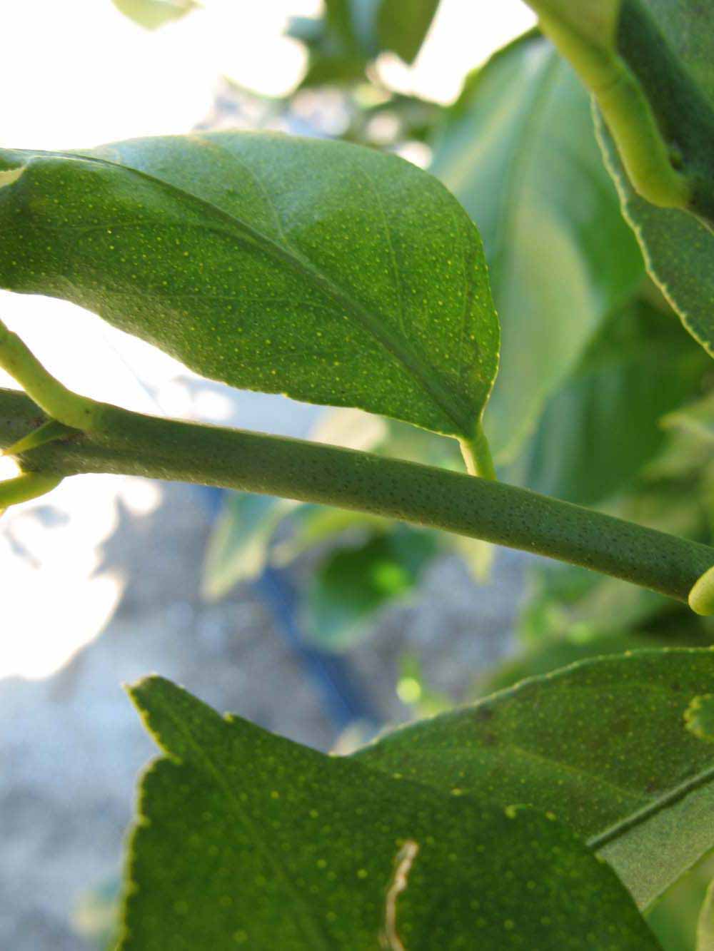            First year twig (Winter Haven, FL)   